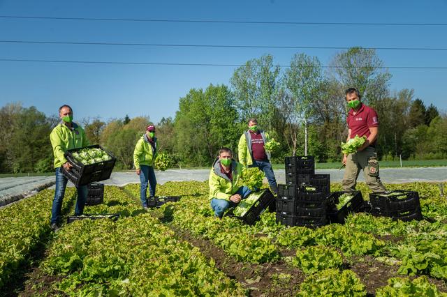 Die erste Ernte des frischen Salats, der auch südlich von Graz angebaut wird, ist eingefahren. | Foto: LK