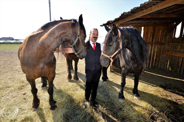 Wolfgang Fasching betreut seine 14 Pferde derzeit alleine. | Foto: Manfred Sebek