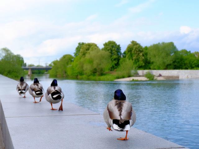 Enten im Gänsemarsch hielt Bernhard Strohmeier fest.
