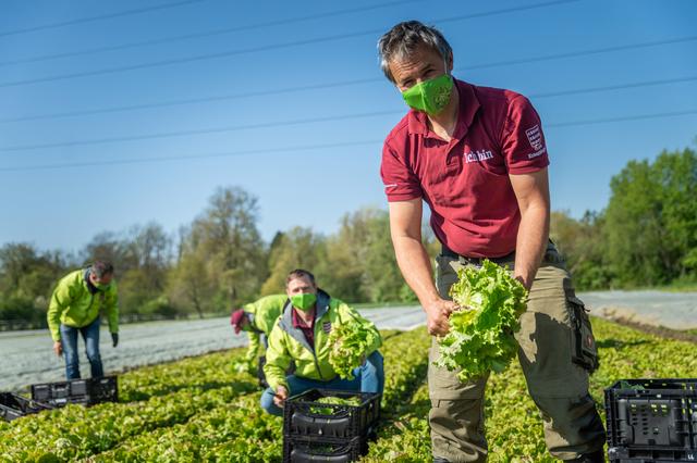 Die Salatbauern aus der Region setzen auch bei der Ernte auf erfrischend-fröhliche Schutzmasken in Grazer Krauthäuptel-Design. | Foto: LK