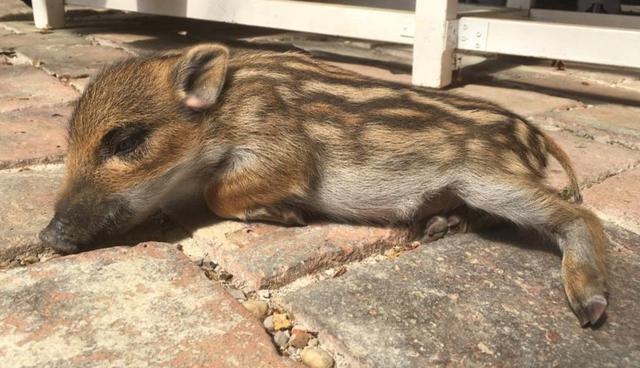 "Berta" wurde vor einigen Tagen in der Nähe von Wien alleine auf der Straße umherirrend von Passanten entdeckt.
 | Foto: WTV