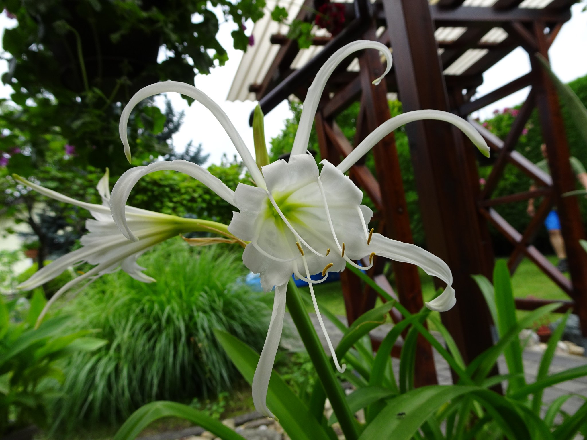 Zierpflanzen: Amaryllisgewchse  Ismene (Hymenocallis festalis): Bizarre  Attraktionen  Ismenen vulgo Spinnenlilien - Steinfeld