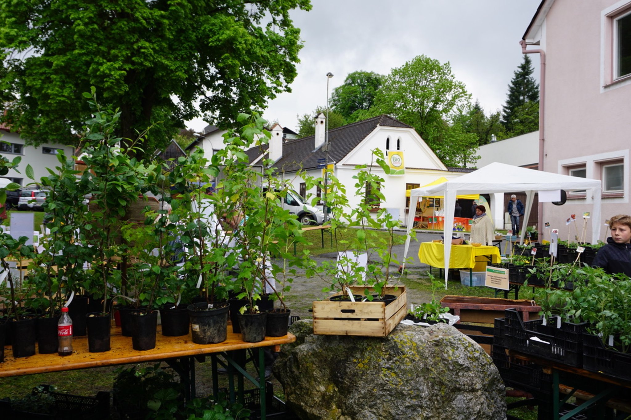 Am 9. Mai BioPflanzenmarkt in Langeck Oberpullendorf