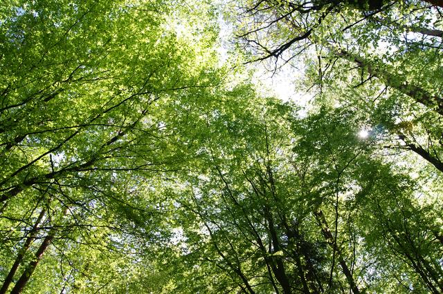 Essentiell: Die Orientierung an den Lichtblicken in unserem Leben.   | Foto: C. Pendl