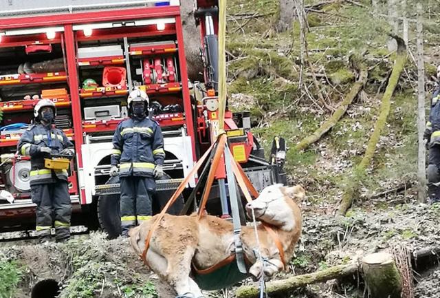 Mit dem Kran des Rüstfahrzeuges konnte das verletzte Tier geborgen werden. | Foto: FF Glashütten