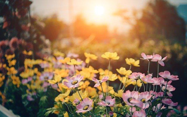 Viele Hobbygärtner bringen ihren Garten wieder auf Vordermann.