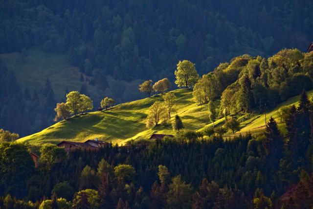 Mischwald am Zammer Berg. Hinweisfoto zum Beitrag Der Klimawandel bringt den Wald in Lebensgefahr