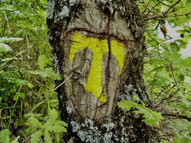 Das Tau, das Logo des Franziskusweges, beinhaltet das T, das franziskanische Segenszeichen. Franziskus segnete mit diesem Zeichen Menschen und Tiere, unterzeichnete mit ihm stets seine Briefe, malte es auf Häuser, Wände und Bäume.