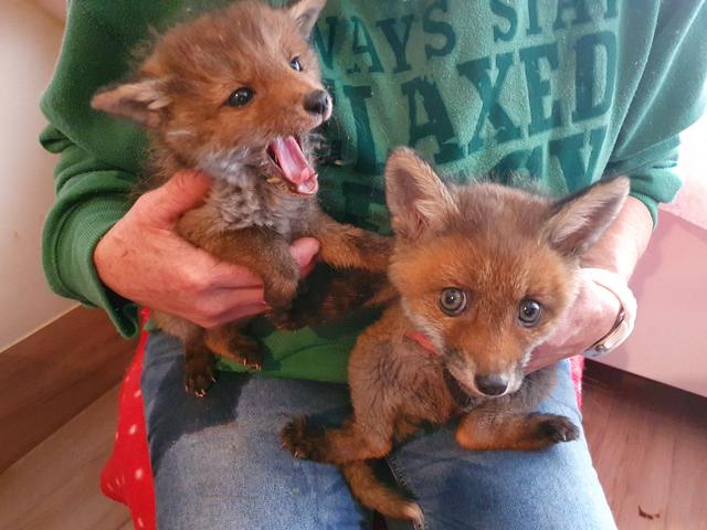Die beiden Babyfüchse Coffee und Melitta wachsen gemeinsam im Tierparadies Schabenreith auf.