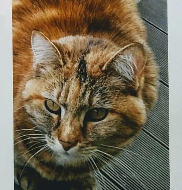 Vermisste Katze Thema Auf Meinbezirk At