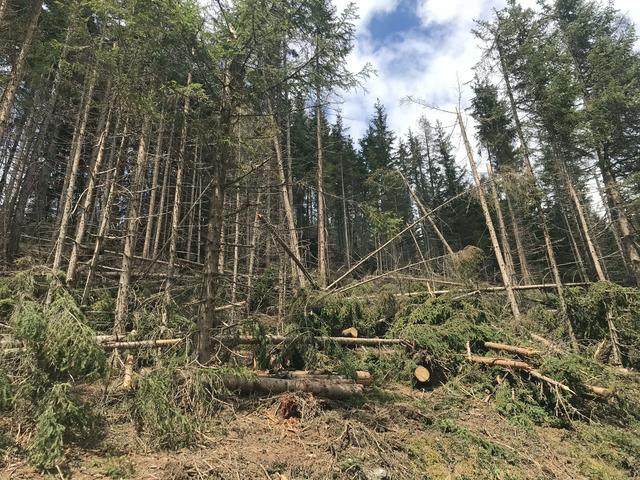 Vor allem Osttirol war von Windwürfen betroffen. | Foto: Land Tirol