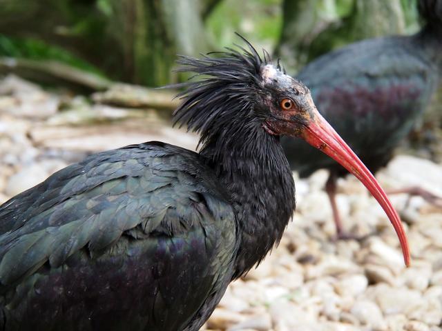 Der Waldrapp erinnert ein bisschen an einen Punk