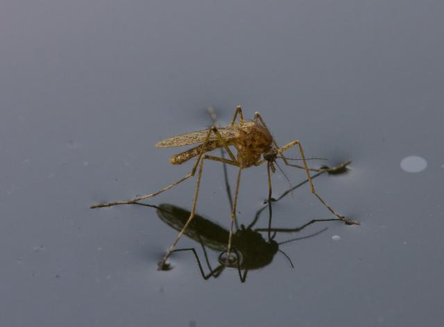 Eine starke Gelsenpopulation im Sommer kann vermieden werden. | Foto: GEBL Verein