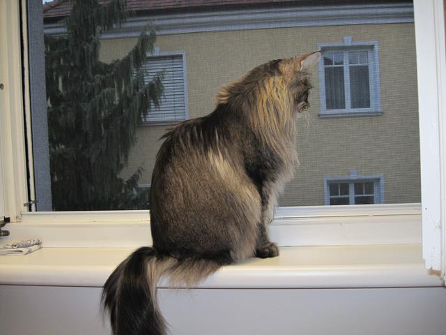 Katzen und Nachbarshunde - sehr interessant | Foto: Peter Havel