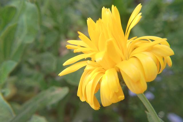 Ringelblume