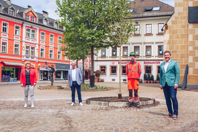 Von links Vizebürgermeisterin Irene Hochstetter-Lackner, Stadtrat Harald Sobe, Stadtgarten-Mitarbeiter Patrick Kuncic und Bürgermeister Günther Albel vor dem neuen Baum am Nikolaiplatz. | Foto: Marta Gillner