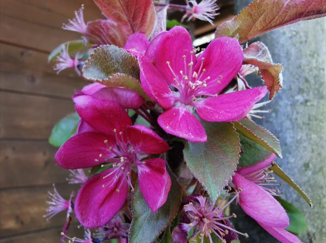 Ich liebe die satte Farbe der Blüten.