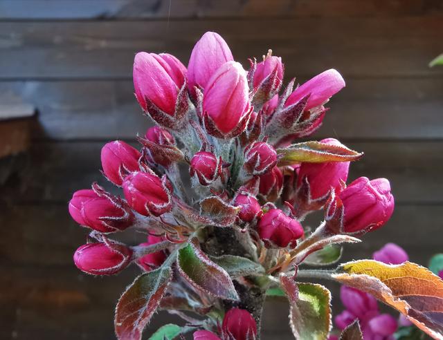 Die Knospen beginnen sich zu entfalten