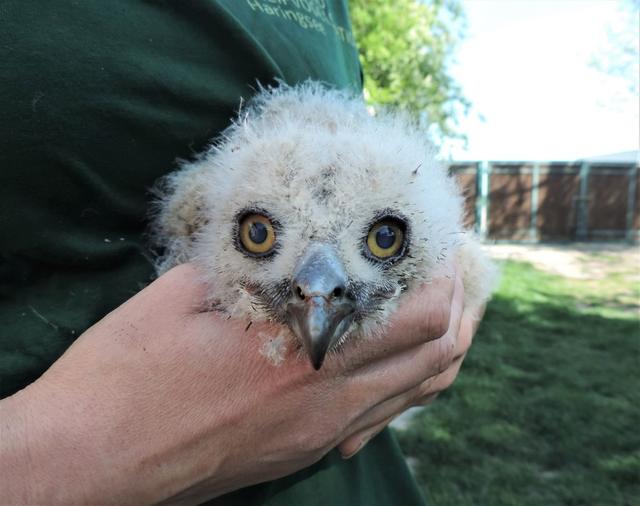 In der Eulen- und Greifvogelstation Haringsee werden derzeit viele kleine Vogelbabys aufgezogen.