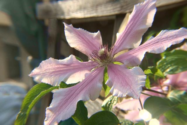 Clematis