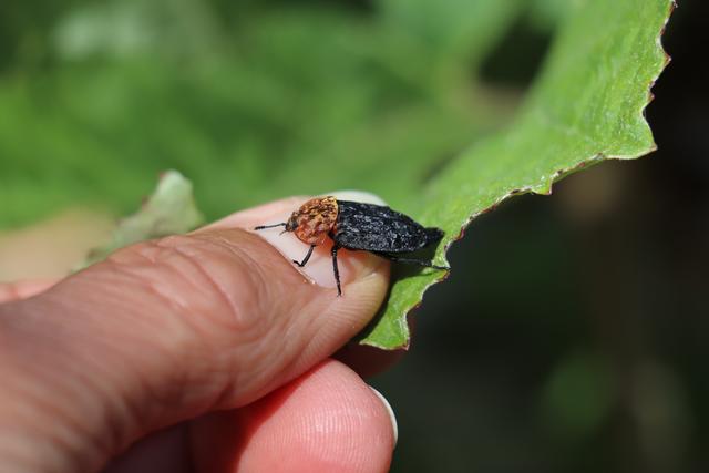 Die rothalsige Silphe ist ein Aaskäfer und hat sich auf meinen Daumen getraut.