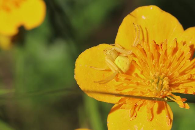 Immer faszinierend die veränderliche Krabbenspinne