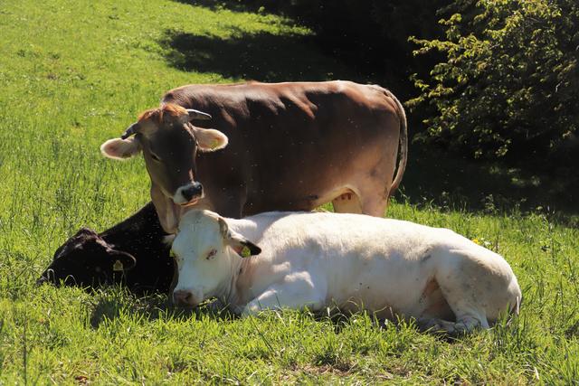 ...wenn nicht die Fliegen so lästig wären, könnten wir nur genießen...