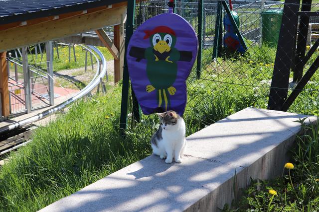 Wo bleiben wohl die ganzen Menschen, die mit der Sommer-Rodelbahn fahren? Ob sich die Katze das auch denkt...?
