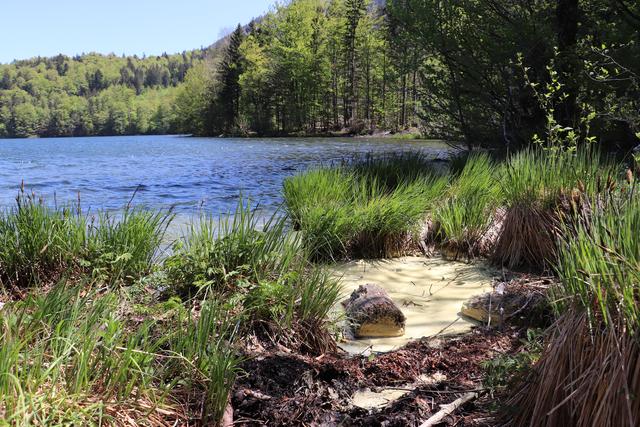 Blütenstaub am Ufer des Laudachsee.