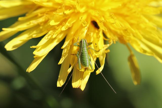 Kleine Strauch-Schrecke mit ihren langen Fühler`n auf einer Löwenzahnblüte