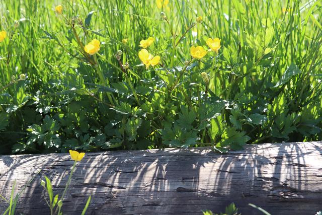 Weil ich`s einfach schön find..