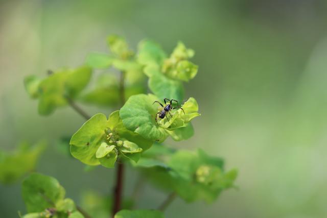 Spinne auf Wolfsmilchgewächs
