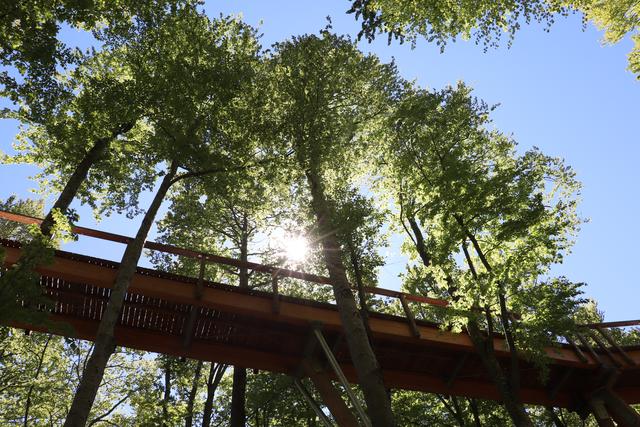Der Baumwipfelpfad am Grünberg