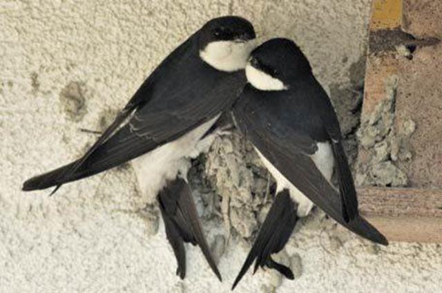 An die dreißig Schwalben tummeln sich gerade eben am Birkenhof-Areal | Foto: A. Fritzer/Birkenhof