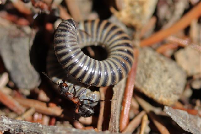 Große Beute für diese Ameise.