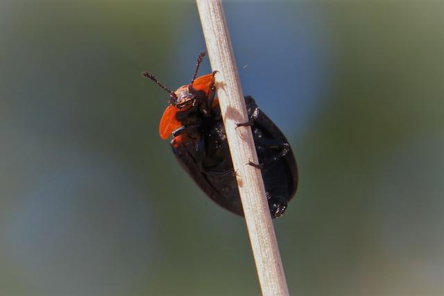 Diesen Blick, ich find ihn köstlich. Rothalsiger Silphe