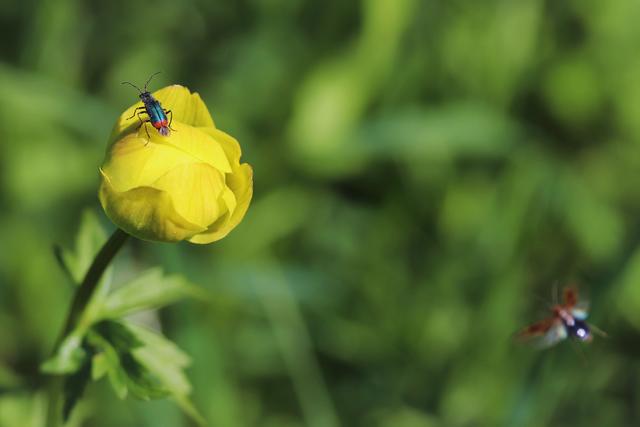 Trollblume mit einem Winzling... "Zipfelkäfer"?