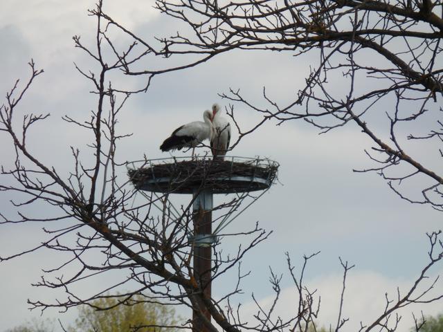 Das Storchenpaar Magdalena und Leonhard hat sich in Litzelsdorf gefunden. | Foto: Gemeinde Litzelsdorf