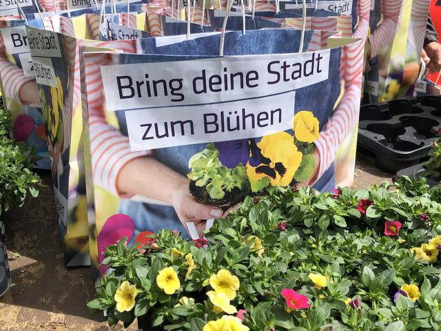 Auch heuer werden wieder gratis Blumensetzlinge in Weiz verteilt. | Foto: Hofmüller (2x)