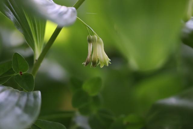 Blüten des Salomonsiegel