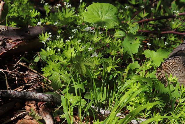 Waldmeister ein wohlriechendes Labkraut und  Wildkräuter`l mit Cumarin, dass gerne für die Götterspeise verwendet wird.