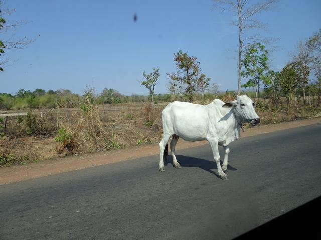 13.02.2020 manchmal ist auch eine Kuh auf der Straße