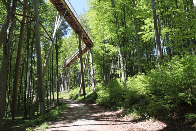 Mich begeistert diese Konstruktion des Baumwipfelpfades immer wieder.