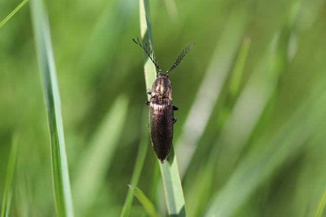 Metall-glänzender Rinden-Schnellkäfer.