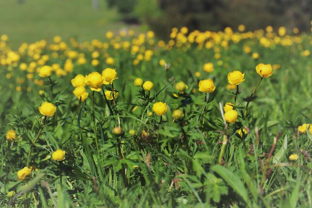 Hier ist das Trollblume zuhause..