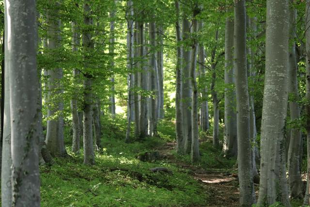 Geschützt im Wald geht man schöne Wege bis zur Grünbergalm.