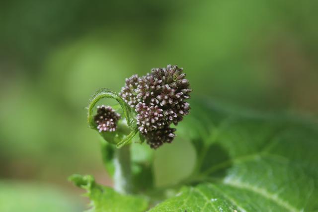 Eine interessante Knospe, von welcher Pflanze? 