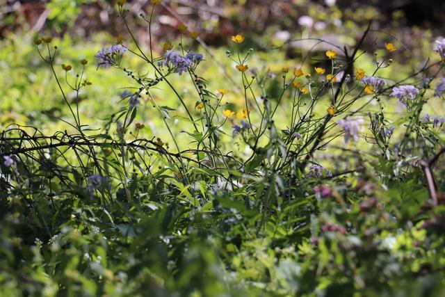 Ich mag diese Zartheit der Frühlingsblumen.