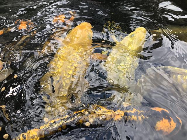 Schöne Fische aus Japan: Kois sind spezielle Karpfen-Zuchtformen.