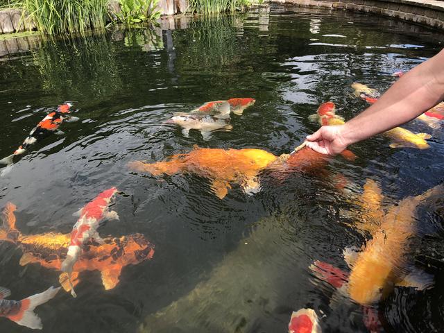 Der "Koi Teufl" in Wieselburg: Seine Fische fressen ihm aus der Hand.